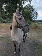 Bijrijder/verzorger gezocht!, Dieren en Toebehoren, Stalling en Weidegang