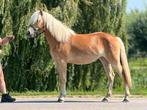 Haflinger jaarling merrie, Dieren en Toebehoren, Pony's, Gechipt, 0 tot 2 jaar, Onbeleerd, Recreatiepony