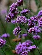Verbena te koop!, Ophalen, Zomer, Vaste plant, Volle zon