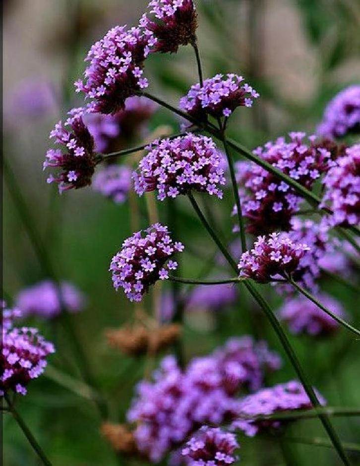Verbena te koop!, Tuin en Terras, Planten | Tuinplanten, Vaste plant, Volle zon, Zomer, Ophalen
