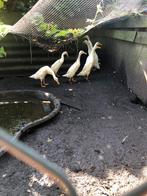 Witte loopeend mannen van 10 week, Dieren en Toebehoren, Pluimvee, Mannelijk, Eend