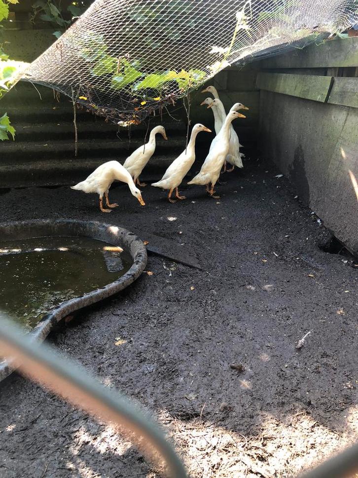 Witte loopeend mannen van 10 week, Dieren en Toebehoren, Pluimvee, Eend, Mannelijk
