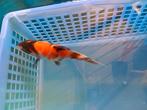 Te koop prachtige Japanse koi mix kweker Suda 20 a 25 cm, Dieren en Toebehoren, Vissen | Vijvervissen, Karper of Koi