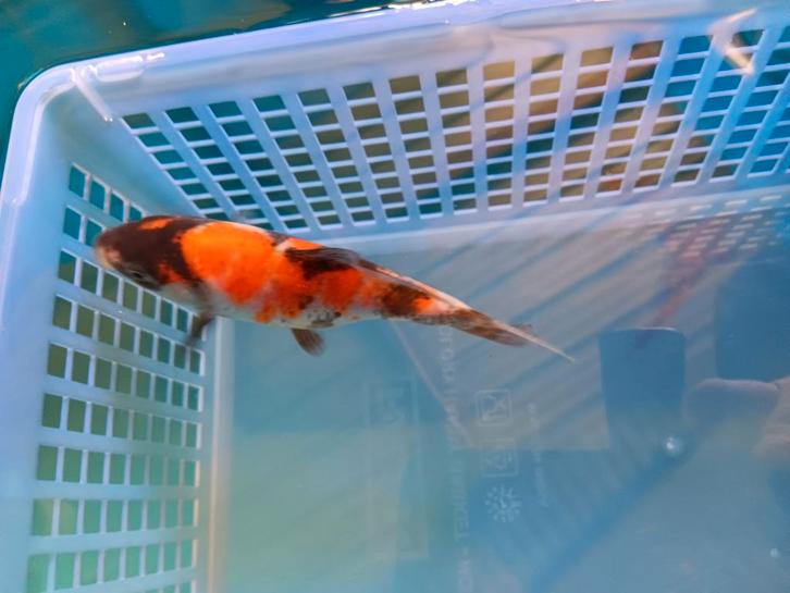 Te koop prachtige Japanse koi mix kweker Suda 20 a 25 cm, Dieren en Toebehoren, Vissen | Vijvervissen, Karper of Koi