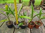 Trachycarpus fortune, Volle zon, Vaste plant, Zomer, Ophalen