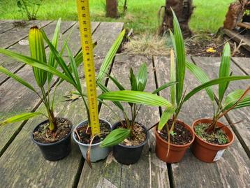 Trachycarpus fortune beschikbaar voor biedingen