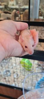 Jonge dwerg rittens, Meerdere dieren, Rat, Na 1 juli 2024, Tam