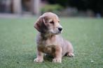 Dwergteckel pup | Teefje | Teckel, Dieren en Toebehoren, Honden | Teckels en Dashonden, Nederland, CDV (hondenziekte), 8 tot 15 weken