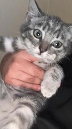 Blauwe rus, Dieren en Toebehoren, Katten en Kittens | Raskatten | Korthaar, Kater
