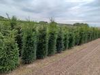 Taxus baccata, Ophalen, Rvs, Slot