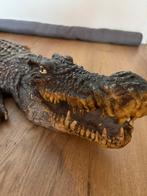Krokodil Levensecht 80.cm, Ophalen of Verzenden, Zo goed als nieuw, Opgezet dier