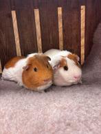 Cavia koppel beren, Cavia, Mannelijk, Tam, Oktober