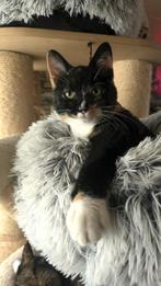 Goed gesocialiseerde kittens te koop, Meerdere dieren