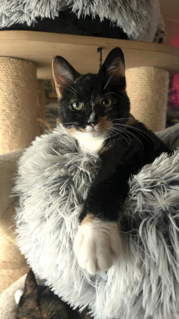 Goed gesocialiseerde kittens te koop, Dieren en Toebehoren, Katten en Kittens | Overige Katten, Meerdere dieren