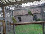 Koppel blauwvoorhoofdamazone, Dieren en Toebehoren, Meerdere dieren, Papegaai, Geringd