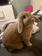 Lief hangoor konijn te koop, Dieren en Toebehoren, Konijnen, Vrouwelijk, Klein, Hangoor, 0 tot 2 jaar