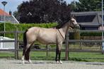 Lieve 3 jarige voorlopig keur merrie, Gechipt, Dressuurpony, Zadelmak, 3 tot 6 jaar