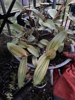 Tradescantia lime light, Ophalen of Verzenden, Overige soorten, Minder dan 100 cm