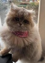 Ragdoll kater te koop – 1 jaar oud , met paspoort, Kater