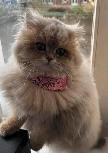 Ragdoll kater te koop – 1 jaar oud , met paspoort beschikbaar voor biedingen