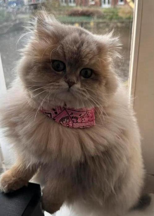 Ragdoll kater te koop – 1 jaar oud , met paspoort, Dieren en Toebehoren, Katten en Kittens | Raskatten | Korthaar, Kater