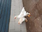 2 mooie jonge brahma hanen, Dieren en Toebehoren, Pluimvee, Mannelijk, Kip