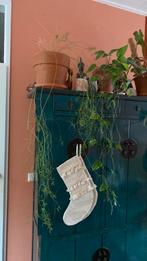 Gratis planten, Dieren en Toebehoren, Reptielen en Amfibieën | Toebehoren, Ophalen