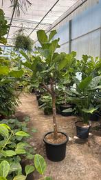 Ficus lyrata/ tabaksplant op stam 210cm met hele sikke stam, Ophalen, Ficus, 200 cm of meer