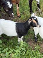 Tk mooi dwerggeitje, Dieren en Toebehoren, Vrouwelijk, Geit