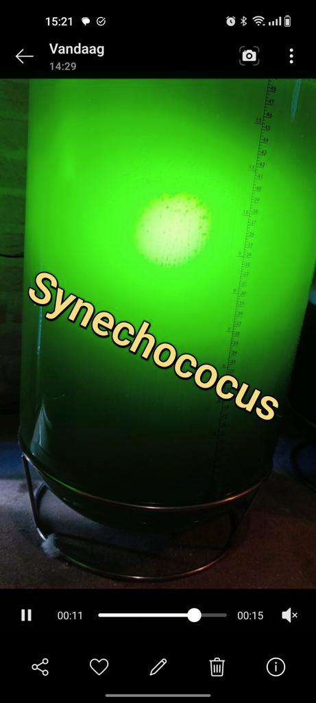 Vers en getest fytoplankton phytoplankton, Dieren en Toebehoren, Vissen | Aquaria en Toebehoren, Nieuw, Ophalen of Verzenden