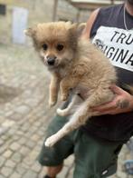 pomeriaan reu, Dieren en Toebehoren, Honden | Chihuahua's en Gezelschapshonden, 8 tot 15 weken, CDV (hondenziekte), Eén hond, Nederland