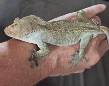 Dark Phantom wimpergekko man beschikbaar voor biedingen