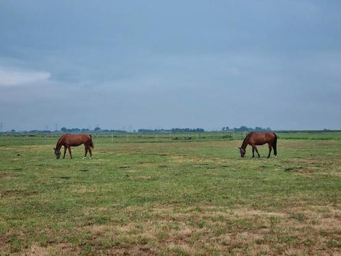 Paardenpension, Dieren en Toebehoren, Stalling en Weidegang, Stalling, Weidegang