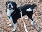 Leo vind het heerlijk om lekker te wandelen in het bos, Particulier, Rabiës (hondsdolheid), Reu, Buitenland