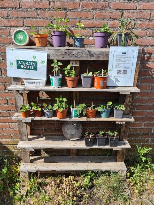 Stekjes ruilen, Tuin en Terras, Planten | Tuinplanten, Eenjarig, Overige soorten, Volle zon, Zomer, Ophalen