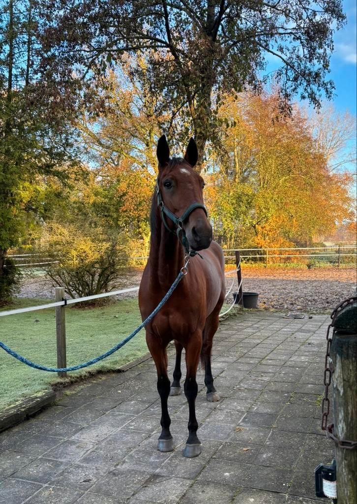 Lieve draver ruin 5 jaar, Dieren en Toebehoren, Paarden, Ruin, Niet van toepassing, 160 tot 165 cm, 3 tot 6 jaar, Recreatiepaard