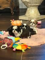 Shih Tzu pupjes, België, Overige rassen, CDV (hondenziekte), 8 tot 15 weken