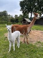 Merrie met merrie cria., Dieren en Toebehoren, Overige Dieren, Vrouwelijk, Voor 1 juli 2024