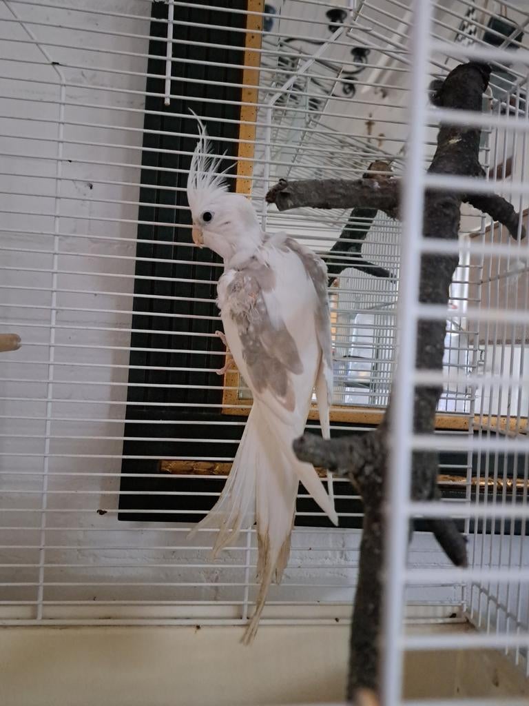 Valkparkiet albino grijs, Parkiet