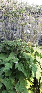 Mooie Anemonen stekken, Ophalen, Zomer, Volle zon