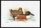 Slobeend Spatula Clypeata Vogel Kunstdruk., Ophalen of Verzenden, Zo goed als nieuw