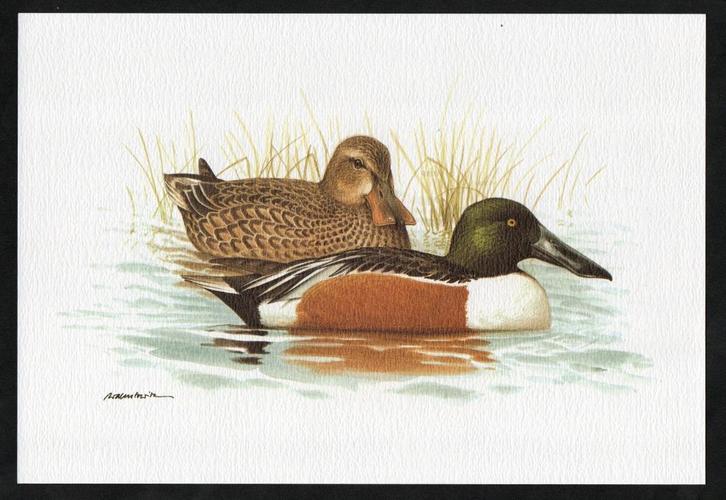 Slobeend Spatula Clypeata Vogel Kunstdruk., Verzamelen, Overige Verzamelen, Zo goed als nieuw, Ophalen of Verzenden