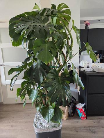 Grote monsterra te koop  beschikbaar voor biedingen