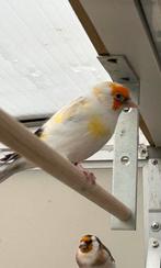 Major putter bonte man van 2025, Dieren en Toebehoren, Vogels | Overige Vogels, Mannelijk, Wildzangvogel, Geringd