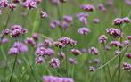 zaden zaad vingerhoed prikneus Verbena Ijzerhard stokroos ed, Tuin en Terras, Ophalen of Verzenden, Gehele jaar, Volle zon, Zaad
