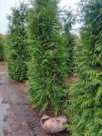 Thuja pl. Excelsa coniferen haagplant 180-200 privacy, Ophalen, Conifeer, 100 tot 250 cm