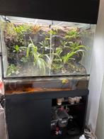 Terrarium, Dieren en Toebehoren, Reptielen en Amfibieën | Toebehoren, Ophalen of Verzenden, Zo goed als nieuw