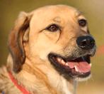 GaGa Animal Care - AZIZ (kan naar NL komen), Particulier, Rabiës (hondsdolheid), 3 tot 5 jaar, Middel