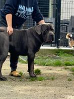 cane corso pups, Dieren en Toebehoren, België, Fokker | Hobbymatig, Rabiës (hondsdolheid), Overige rassen