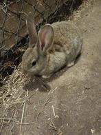 konijn voedster vlaamse reus, Dieren en Toebehoren, Konijnen, Vrouwelijk, Groot, 0 tot 2 jaar